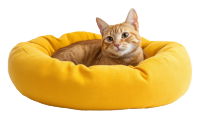 Orange tabby cat lounging in a round yellow bed on a transparent background, relaxing and calm setting