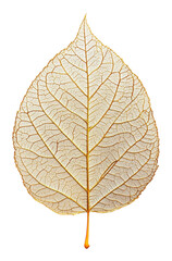 Detailed close-up of a translucent leaf with intricate golden veins on a transparent background