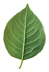 Green leaf close-up with detailed veins on a transparent background