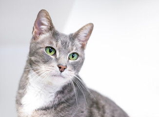 A gray and white tabby shorthair cat with green eyes