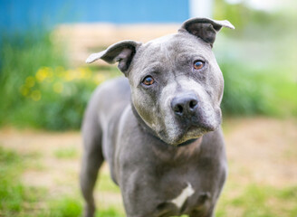 A Pit Bull Terrier mixed breed dog with floppy ears and a head tilt