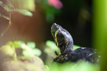 Yellow-bellied Slider observing its surroundings. Baden-Württemberg, Germany.