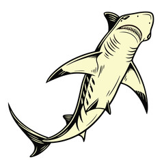 Engraving Style Tiger Shark Illustration Ocean Predator Marine Life