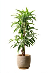 Fototapeta premium Real tall tropical houseplant pot arecaceae planter.