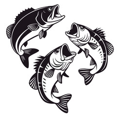 Three Black and White Largemouth Bass Fish Jumping Illustration
