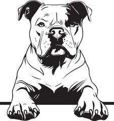 peeking american bulldog