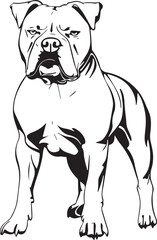 standing american bulldog