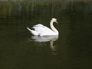 cisne
