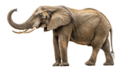 Obraz premium elephant isolated on white