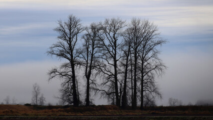 Autumn contours of few leafless trees