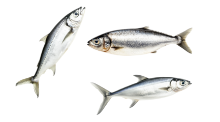 Set of sardine fish with detailed scales and fins isolated on white transparent background, symbolizing canned seafood