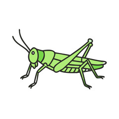 Illustration of a green grasshopper insect vector image for biology education and nature illustration