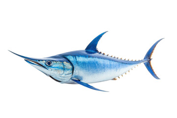 Fototapeta premium Isolated blue marlin fish illustration on transparent background