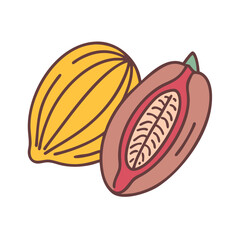 Illustration of fresh cocoa pods and cocoa beans for chocolate production and cocoa farming