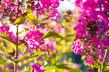 Bright country flowers Phlox capsicum in summer