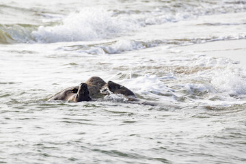 Two turtles surface gracefully in gentle waves, capturing the essence of natures beauty and peaceful serenity