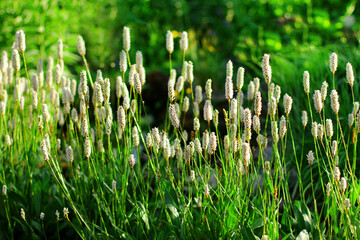 field grass in the garden. landscape design.