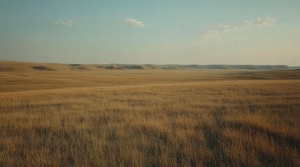 A vast open field of long dry grass under a blue sky