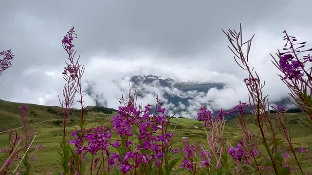 Fireweed flowers sway in the wind. Magenta colored flowers with meadows and snow-capped mountains in the background. Alpine flowers grow high in the mountains in the Andermatt region of Switzerland.