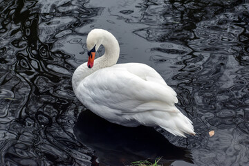 Swan with white plumage (Cygnus olor) against the background of dark water.