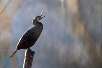 Ein Kormoran sitzt auf einem Holzstamm