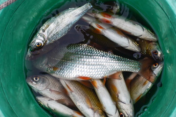 A roach with silver scales and red fins in a green bucket close-up.