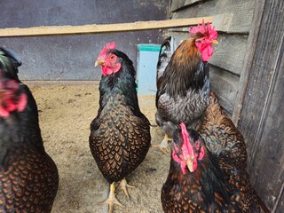 A beautiful rooster in house. Hens stand in the chicken coop waiting for food. Orange chickens in the chicken coop.