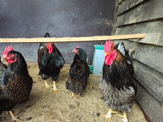 A beautiful rooster in house. Hens stand in the chicken coop waiting for food. Orange chickens in the chicken coop. © Groen
