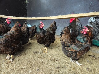 A beautiful rooster in house. Hens stand in the chicken coop waiting for food. Orange chickens in the chicken coop. © Groen