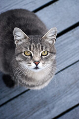 Kitty's face with yellow eyes, looking up at the camera.