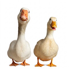 Two white birds, a goose on the left and a duck on the right,