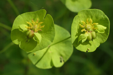 Close up of the wild flower Euphorbia Amygdaloides aka Wood Spurge