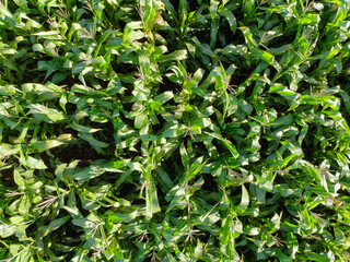 Top view corn plantation field in Brazil