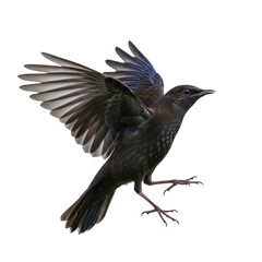 Obraz premium flying blackbird PNG, bird in air, blackbird soaring, flying bird PNG, blackbird silhouette, nature bird, bird wings spread, blackbird image