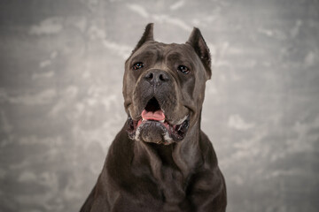 Cane Corso poses confidently against a textured gray background during a calm indoor setting