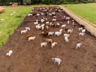 Livestock in confinement, oxen, cows, sunny day