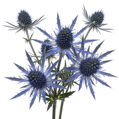 Obraz premium Three blue thistle flowers with spiky petals and green leaves on stems,