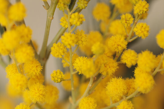 Close-up selective soft focus Yellow Mimosa spring flowers twig. Natural blur smoke background.
