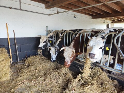 Cow. Cows eating hay in the barn. cow's head. cow's feet. Pedigree bulls in a farm. 