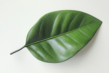 Obraz premium Close-up view of a single verdant leaf.