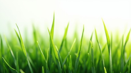 Fototapeta premium Highly detailed blades of lush green grass digitally enhanced and isolated on a white background for natural product use. 