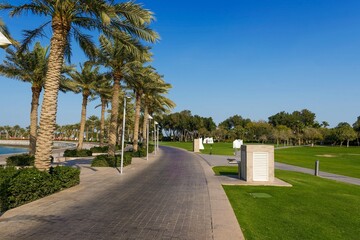 Fototapeta premium palm trees in the park, Doha 