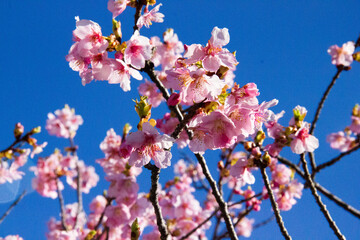 Sakura o Cerezo en flor