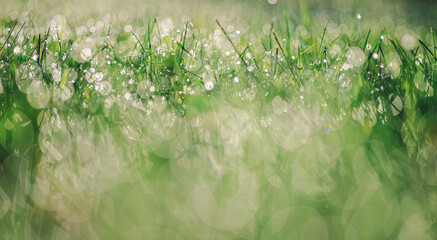 tło z soczystej trawy z pięknym rozmyciem © Henryk Niestrój