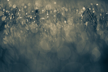 tło z soczystej trawy z pięknym rozmyciem © Henryk Niestrój