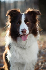 Playful border collie enjoys sunny day in a forest setting with vibrant autumn foliage