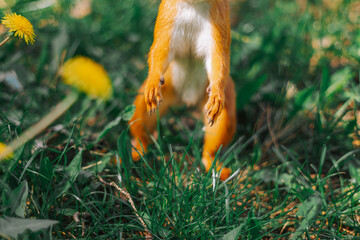 A squirrel runs on the grass © evastud
