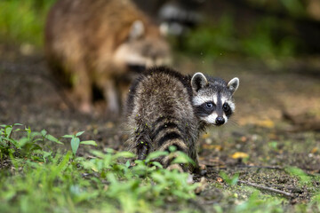 raccoon family in the woods
