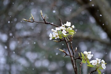 pear blossoms in spring under the snow