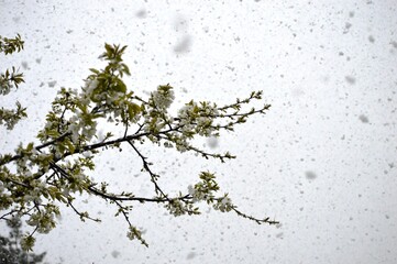 cherry blossoms in spring under the snow